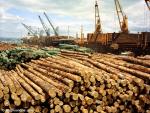 ID 1896 PORT OF TAURANGA, BAY OF PLENTY, NEW ZEALAND - Log loading operations.